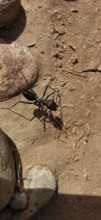 Desert ant (Sahara Desert ant) moving through an earthy landscape with stones, Morocco