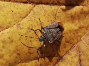 Close-up, Brown marmorated stink bug (halyomorpha halys) sitting on a yellow autumn leaf with