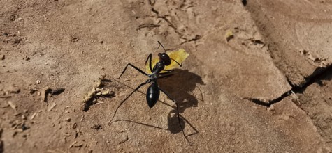 Desert ant (Sahara Desert ant) carrying a crumb along an earthy surface, Morocco