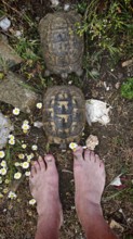Two Hermann's tortoises (testudo hermanni) in mating ritual crawl across the ground next to free