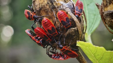 Group of bright red fire bugs (Pyrrhocoris apterus), on a brown plant, Georgia