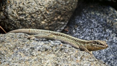 Wall lizard (podarcis muralis) on a grey rock in the sun, Turkey