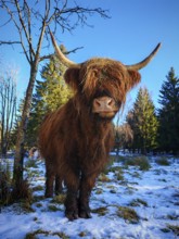 Close-up of a highland bovine (bos taurus taurus), cow with horns in a snow-covered landscape,