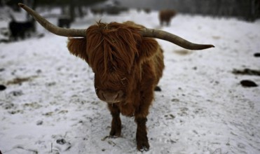 A highland cattle (bos taurus taurus) with long horns stands in a snowy winter landscape,