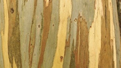 Different coloured layers of the bark of a Eucalyptus deglupta tree (eucalyptus deglupta) with a