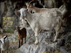 Several goats (caprae) standing and lying on a rocky ground surrounded by a natural environment,
