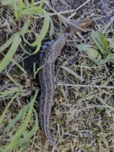 A tiger snail (limax maximus) crawls quickly to its prey (arion vulgaris) over the damp,