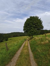 A rural dirt road snakes past a lonely tree through green meadows under a cloudy sky, Thuringian