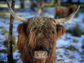 Close-up of a highland bovine (bos taurus taurus) in the snow with straw on its head, rennsteig,