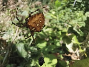 Close-up of a large brown spider garden cross spider (araneus diadematus) hanging in a web,
