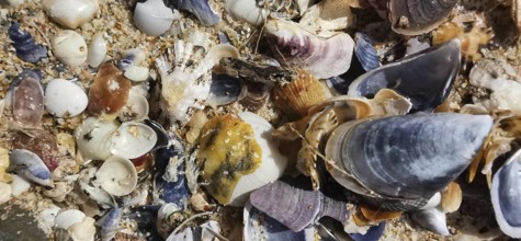Various shells and sand on the beach, Southwest Alentejo nature park Park and Costa Vicentina,