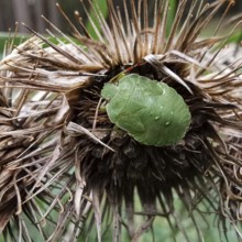 Green bug (palomena prasina) sitting on a withered plant in a close-up, Franconian Forest nature