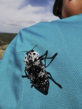 A black and white peach jewel beetle (capnodis tenebrionis) on the blue t-shirt of a woman, Albania