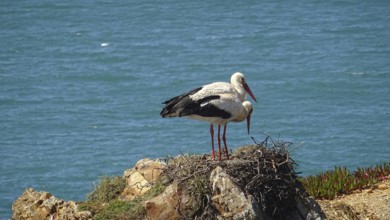 Pair of storks (ciconia) nesting on a cliff overlooking a blue sea on the fishermen's path, costa