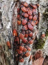 Many red firebugs (pyrrhocoris apterus) crawling over an old tree trunk, frankenwald nature park