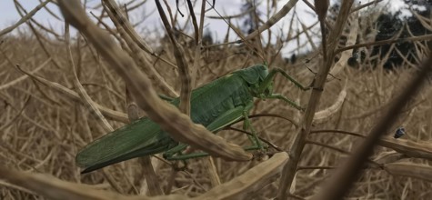 Great green bush cricket (tettigonia) sitting on a dry plant stalk in a cornfield, close-up,