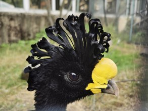 Close-up of a bird with a black cap and yellow facial markings, tuberkelhokko (crax rubra) in the