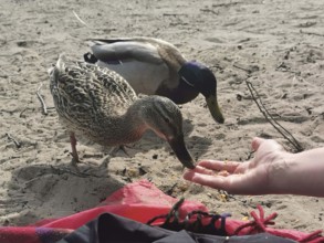 Two ducks (anates) are fed by one hand on a sandy ground, berlin