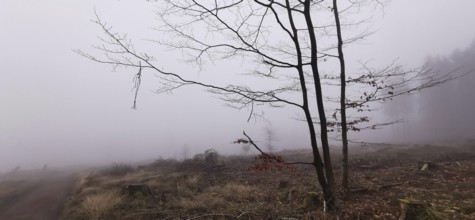 Fog obscures the view of a bare tree landscape, Rennsteig, Thuringian Forest