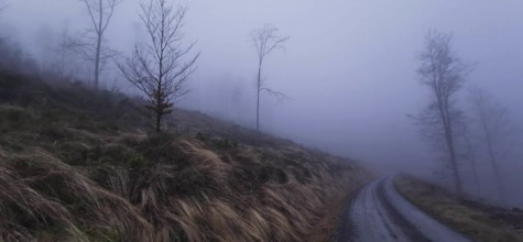 A foggy path leads through a bare landscape, mystical atmosphere on the Rennsteig, Thuringian