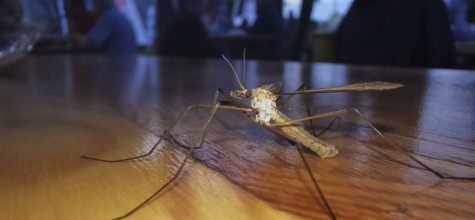 A snake (tipulidae) sits on a wooden table under special lighting, Franconian Forest nature park