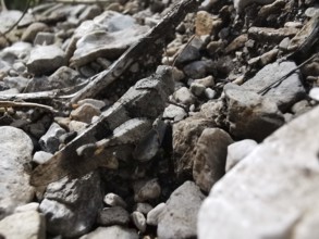 A wasteland grasshopper (oedipoda caerulescens) camouflaging on a gravelly ground, Albania