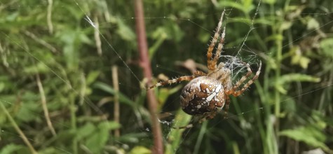 Close-up of a garden cross spider (araneus diadematus) in a detailed spider web in the greenery,