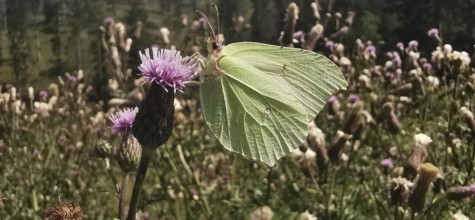A lemon butterfly (gonepteryx rhamni) sitting on a purple flower in a flowering field, Franconian