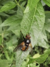 Macro photograph of a hedgehog fly (tachina fera) on a green leaf outdoors, Franconian Forest