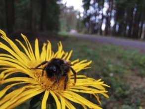 A bumblebee (Bombus) sits on a yellow flower near a forest path, Franconian Forest nature park