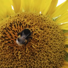 Close-up of a sunflower (helianthus annuus) with a bumblebee (Bombus) sitting on the petals,
