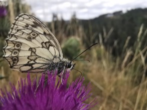 A chequerboard butterfly (Melanargia galathea) sitting on a purple flower in the meadow,