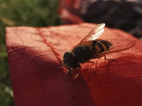 A hoverfly sits on a red fabric in sunlight, surrounded by blurred grass in the background