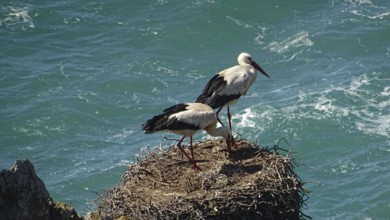 Two storks (ciconia) nesting on a rock high above the turquoise sea on the fishermen's path, costa