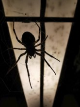 A spider (araneae) hangs in its web in front of an illuminated background in the darkness.