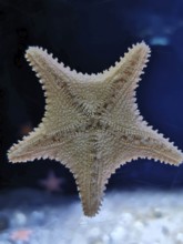 A starfish (asterias rubens) with structural detail floats in a blue aquatic space, aquarium