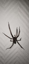 Large house angle spider (Tegenaria domestica) crawling vertically over a textured wall surface,
