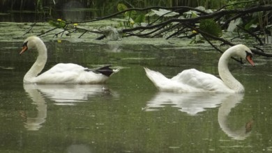 Two swans (cygnus) swimming parallel on a calm, leaf-covered lake, Spreewald, Germany