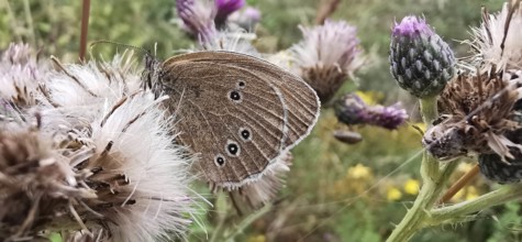 A brown forest bird (aphantopus hyperantus) butterfly on a white flower in a botanical environment,