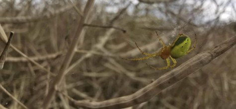 A pumpkin spider (araniella cucurbitina) in its web in front of entangled plant stems in a