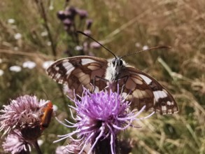 A chequerboard butterfly (melanargia galathea) on a violet flower in a summer meadow, Rennsteig,