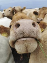 Close-up of a cow (bov chewing grass while looking curiously, Upper Franconia