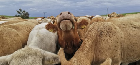 A curious cow's face (bovis) protrudes from a large herd in an open field, Upper Franconia