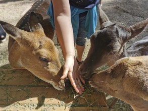 Three roe deer (capreolus capreolus) eating from a hand offering them food, zoo, Thuringia