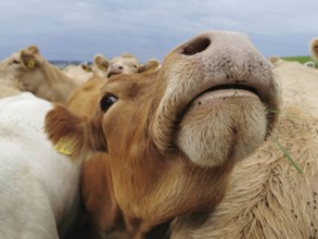 A cow (bovis) raises her head with a stalk in her mouth, surrounded by her herd, Upper Franconia