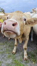 A curious cow (bovis) looks directly into the camera on a pasture, Upper Franconia