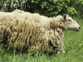 A large sheep (ovis) with curly, extremely thick fur stands in a flowery meadow, Czech Republic