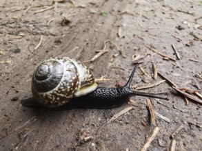 A spotted vineyard snail (Cornu aspersum) crawls on a floor covering, its shell shows a spiral