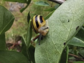 A Hain-Bänder snail (cepaea nemoralis) with a striped shell crawling on a green leaf, Franconian