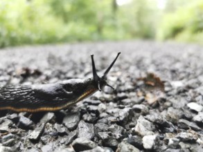 A black snail (arion ater) crawls over a wet, gravelly path in a green environment, Franconian